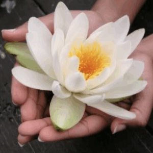 Reiki Healing - on Zoom